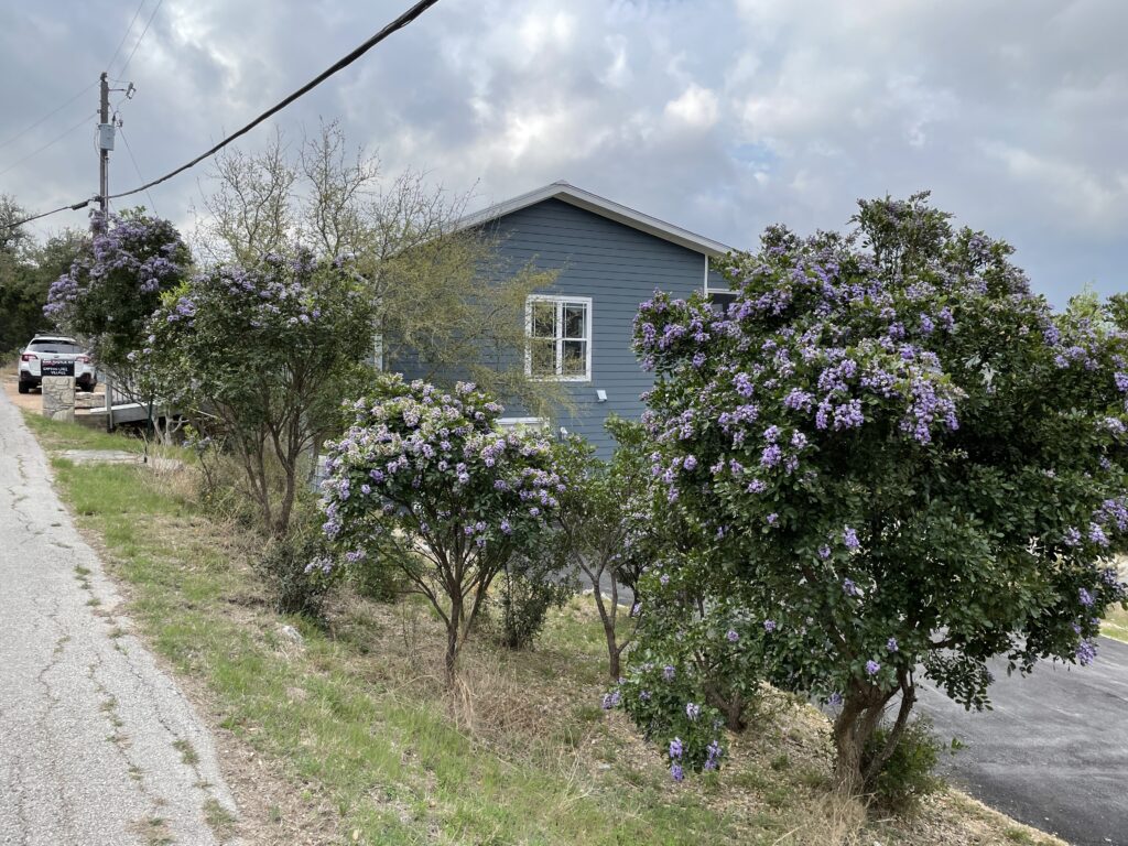 Mountain Laurel